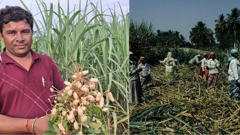 intercropping Kheti : किसान ने हासिल की बड़ी उपलब्धि, गन्ने के साथ मूंगफली की खेती कर खोले आर्थिक उन्नति के द्वार, जानें क्या है प्रक्रिया?
