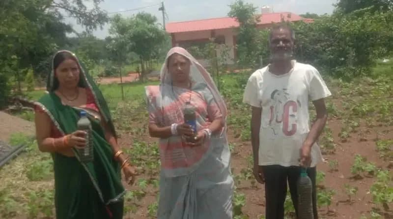 ₹40 हजार की लागत घटकर ₹5-10 हजार हुई: जबलपुर की महिला किसान ने प्राकृतिक खेती से बचाए लाखों रुपये