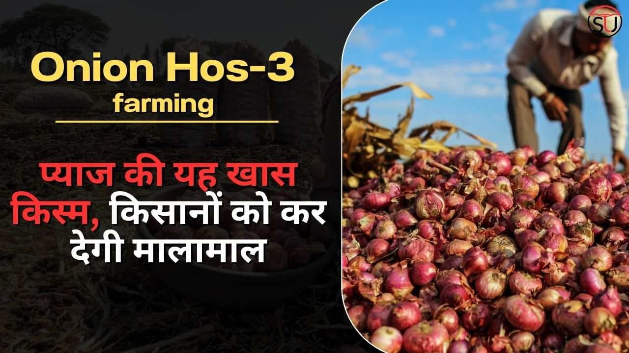 Onion की यह खास किस्म, किसानों को कर देगी मालामाल, 350 क्विंटल प्रति हेक्टेयर पैदावार, अधिक उत्पादन कम खर्च में Onion की यह खास किस्म, किसानों को कर देगी मालामाल, 350 क्विंटल प्रति हेक्टेयर पैदावार, अधिक उत्पादन कम खर्च में