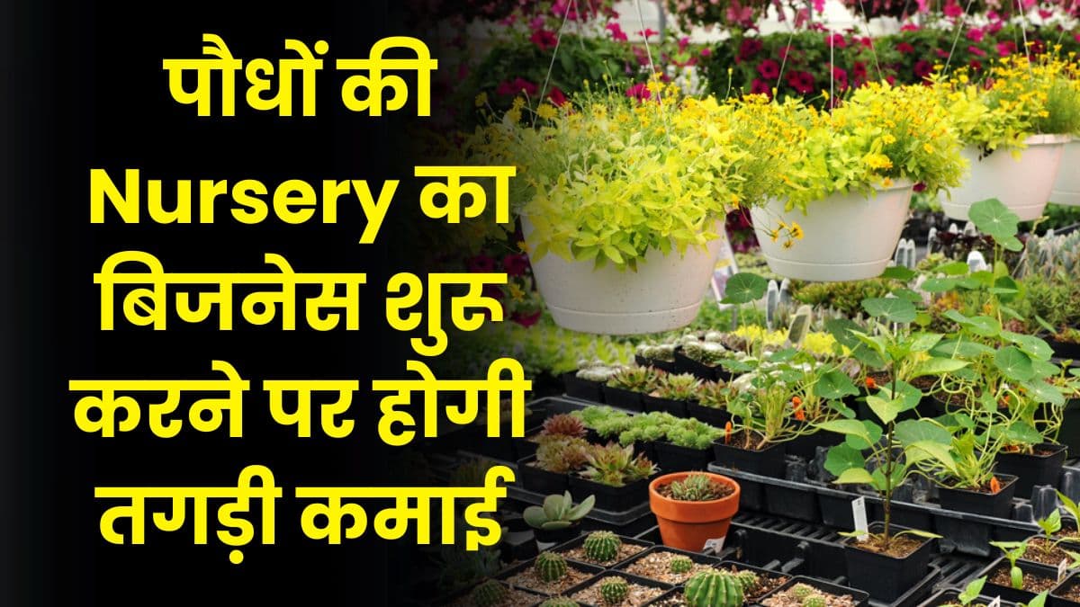 पौधों की Nursery का बिजनेस शुरू करने पर होगी तगड़ी कमाई, जानिए इस बिजनेस के बारे में और करे Growth पौधों की Nursery का बिजनेस शुरू करने पर होगी तगड़ी कमाई, जानिए इस बिजनेस के बारे में और करे Growth