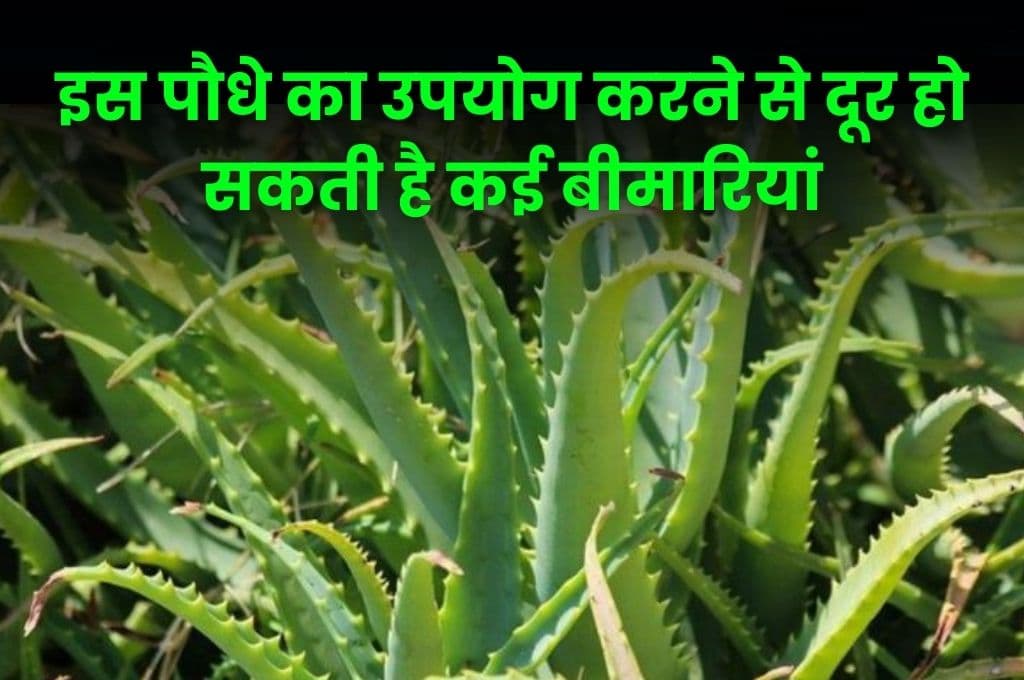Good Health Tips: इस पौधे का उपयोग करने से दूर हो सकती है कई बीमारियां, जाने इस पौधे का राज Good Health Tips: इस पौधे का उपयोग करने से दूर हो सकती है कई बीमारियां, जाने इस पौधे का राज