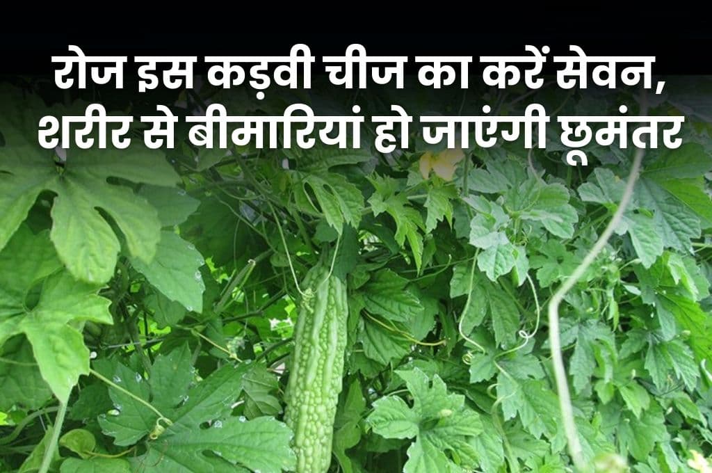 Good Health Tips: रोज इस कड़वी चीज का करें सेवन, शरीर से 5 बीमारियां हो जाएंगी छूमंतर, जानिए पूरी Details Good Health Tips: रोज इस कड़वी चीज का करें सेवन, शरीर से 5 बीमारियां हो जाएंगी छूमंतर, जानिए पूरी Details