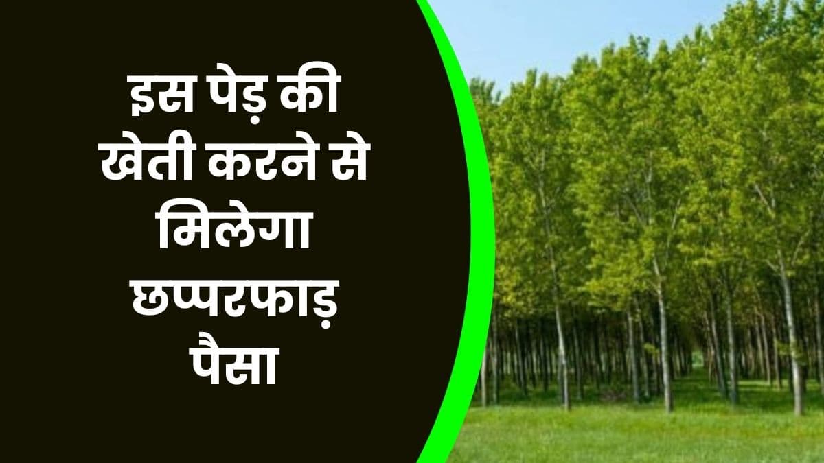 Business Idea: इस पेड़ की खेती करने से मिलेगा छप्परफाड़ पैसा, जानिए इस पेड़ की खेती का बिजनेस Business Idea: इस पेड़ की खेती करने से मिलेगा छप्परफाड़ पैसा, जानिए इस पेड़ की खेती का बिजनेस