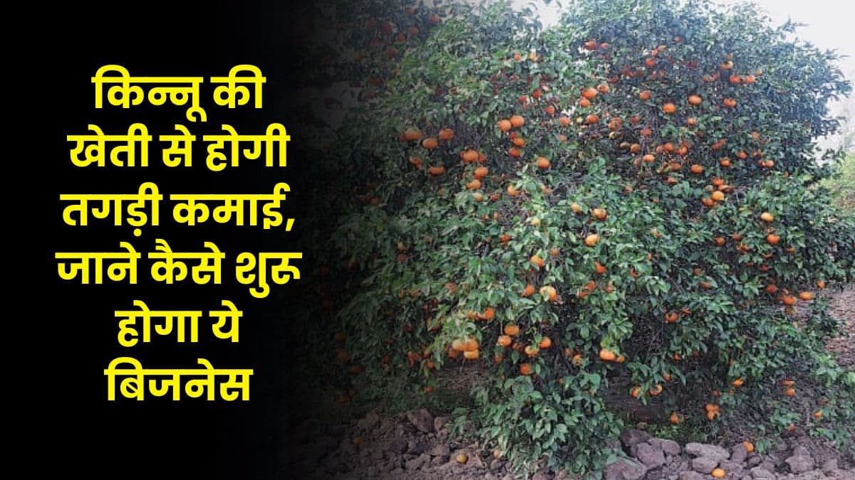 Kinnow Farming Business: किन्नू की खेती से होगी तगड़ी कमाई, जाने कैसे शुरू होगा ये बिजनेस Kinnow Farming Business: किन्नू की खेती से होगी तगड़ी कमाई, जाने कैसे शुरू होगा ये बिजनेस