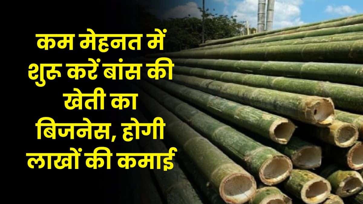 Bamboo Farming Business: कम मेहनत में शुरू करें बांस की खेती का बिजनेस, होगी लाखों की कमाई, जाने बिजनेस की सारी डिटेल्स Bamboo Farming Business: कम मेहनत में शुरू करें बांस की खेती का बिजनेस, होगी लाखों की कमाई, जाने बिजनेस की सारी डिटेल्स