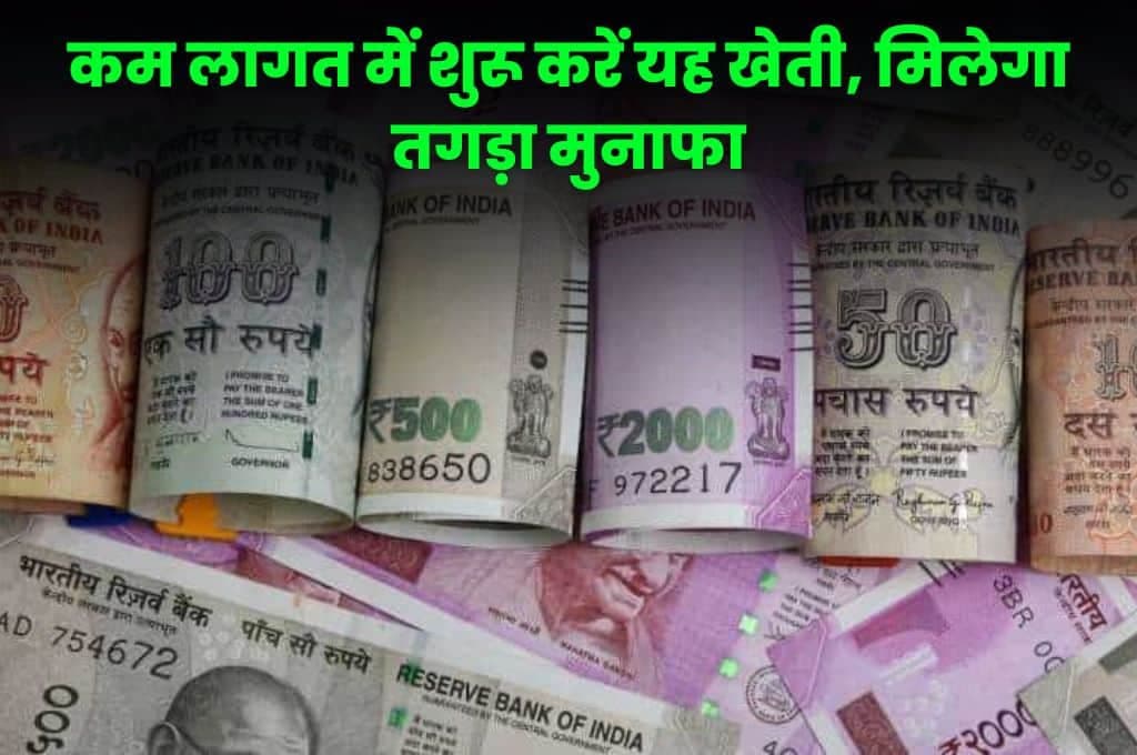 Business Idea: कम लागत में शुरू करें यह खेती, मिलेगा तगड़ा मुनाफा, नाम जानकर हो जाएंगे हैरान Business Idea: कम लागत में शुरू करें यह खेती, मिलेगा तगड़ा मुनाफा, नाम जानकर हो जाएंगे हैरान