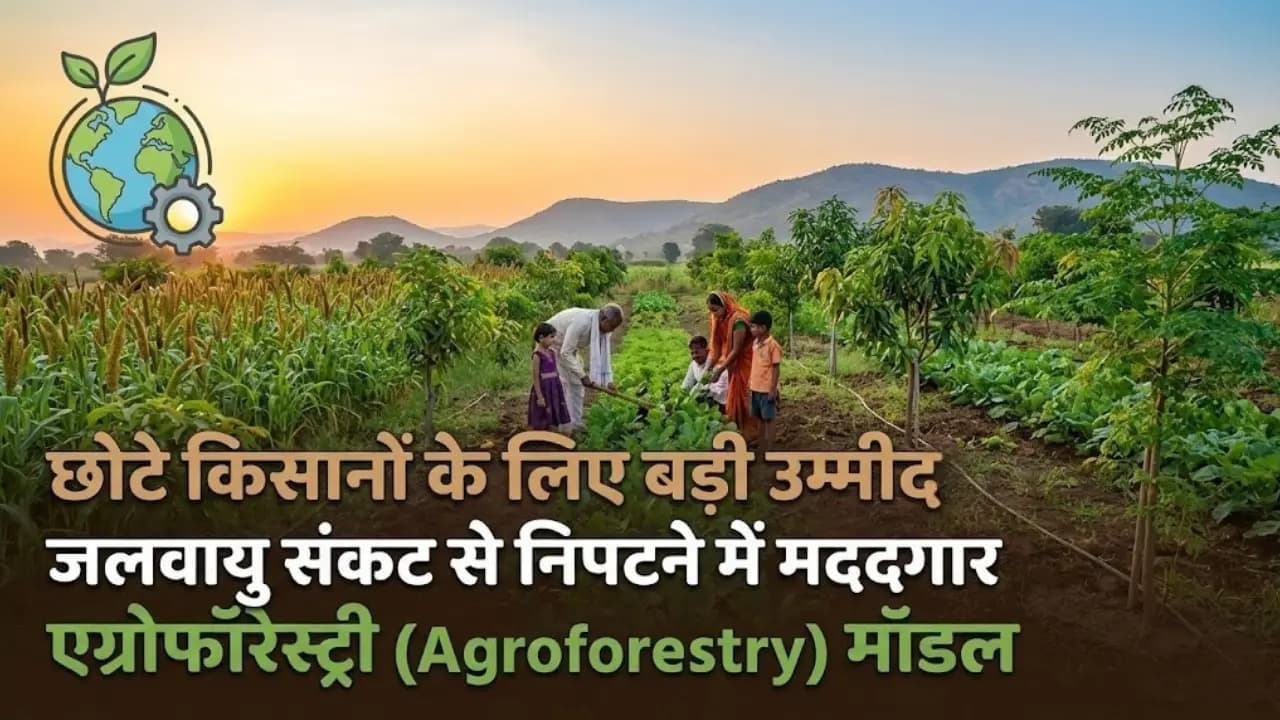 छोटे किसानों के लिए बड़ी उम्मीद: जलवायु संकट से निपटने में मददगार एग्रोफॉरेस्ट्री (Agroforestry) मॉडल छोटे किसानों के लिए बड़ी उम्मीद: जलवायु संकट से निपटने में मददगार एग्रोफॉरेस्ट्री (Agroforestry) मॉडल