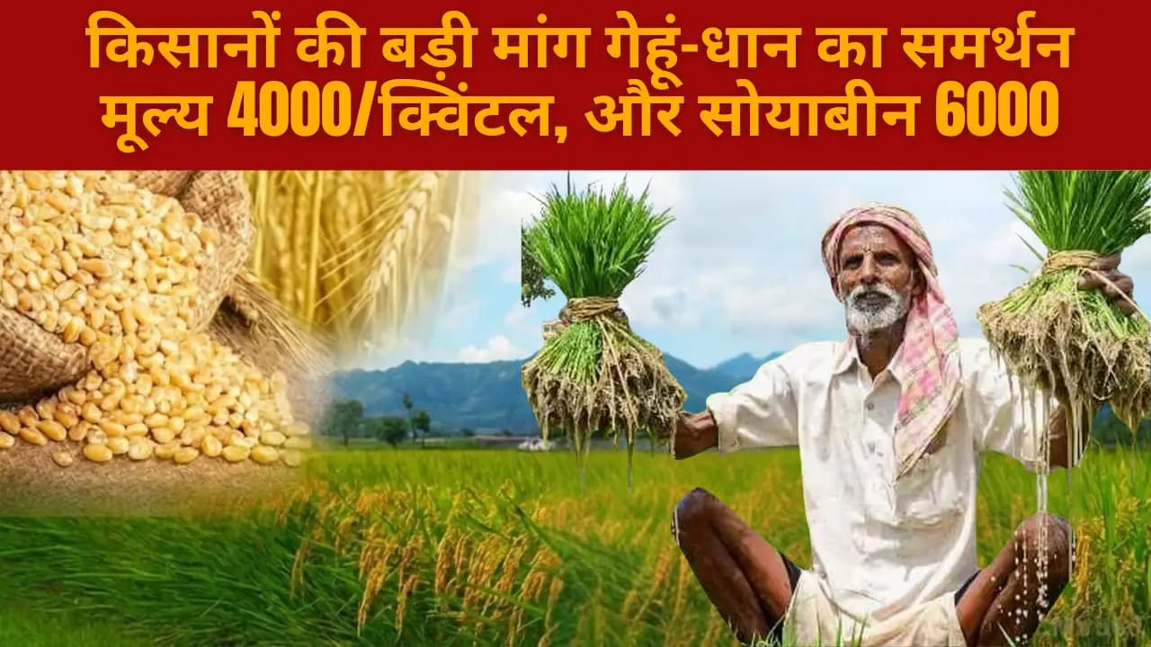 किसानों की बड़ी मांग: गेहूं-धान का समर्थन मूल्य 4000/क्विंटल, और सोयाबीन 6000 किसानों की बड़ी मांग: गेहूं-धान का समर्थन मूल्य 4000/क्विंटल, और सोयाबीन 6000