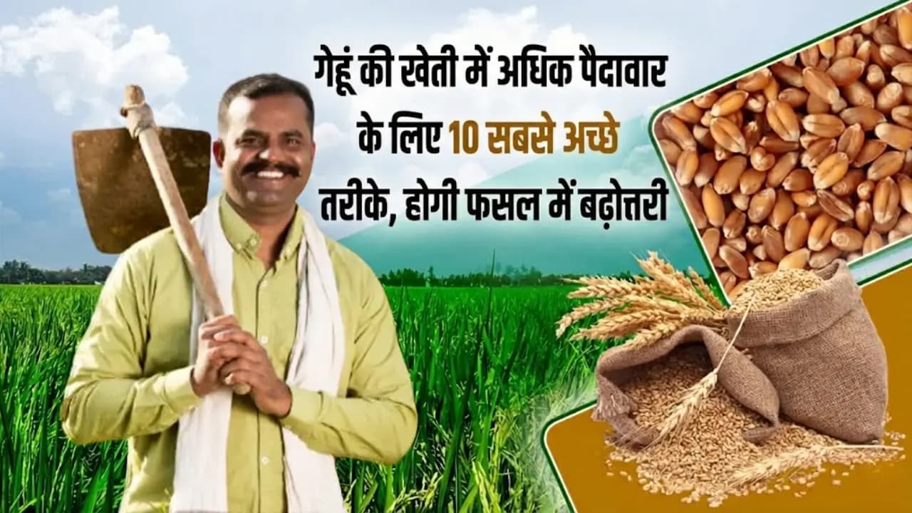 गेहूं की खेती में अधिक पैदावार के लिए 10 सबसे अच्छे तरीके, होगी फसल में बढ़ोत्तरी गेहूं की खेती में अधिक पैदावार के लिए 10 सबसे अच्छे तरीके, होगी फसल में बढ़ोत्तरी