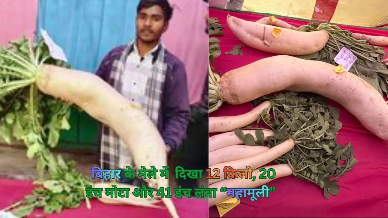बिहार के सासाराम शहर में लगे किसान मेले में दिखा 12 किलो, 20 इंच मोटा और 41 इंच लंबा “महामूली” बिहार के सासाराम शहर में लगे किसान मेले में दिखा 12 किलो, 20 इंच मोटा और 41 इंच लंबा “महामूली”