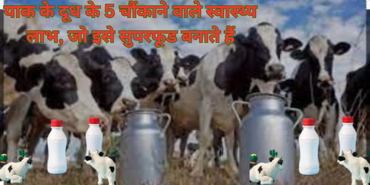 याक के दूध के 5 चौंकाने वाले स्वास्थ्य लाभ, जो इसे सुपरफूड बनाते हैं याक के दूध के 5 चौंकाने वाले स्वास्थ्य लाभ, जो इसे सुपरफूड बनाते हैं