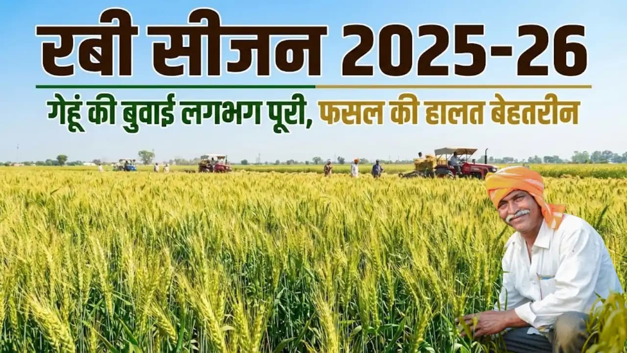 रबी सीजन 2025-26: गेहूं की बुवाई लगभग पूरी, फसल की हालत बेहतरीन रबी सीजन 2025-26: गेहूं की बुवाई लगभग पूरी, फसल की हालत बेहतरीन