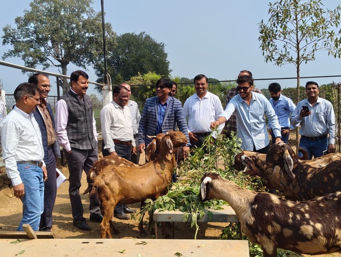 Profitable Businesses for Farmers : मप्र में किसानों के लिए लाभकारी व्यवसाय बन रहा कृषि और पशुपालन Profitable Businesses for Farmers : मप्र में किसानों के लिए लाभकारी व्यवसाय बन रहा कृषि और पशुपालन