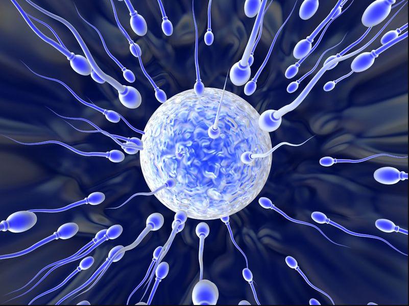 Sperm Donation