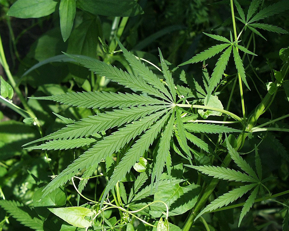Bhang