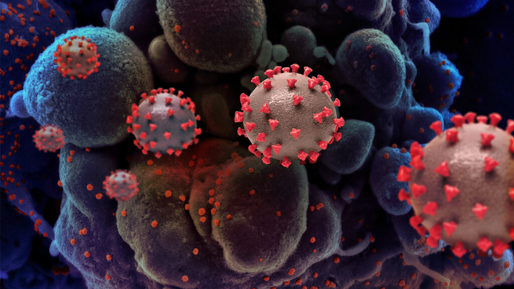 Corona Virus