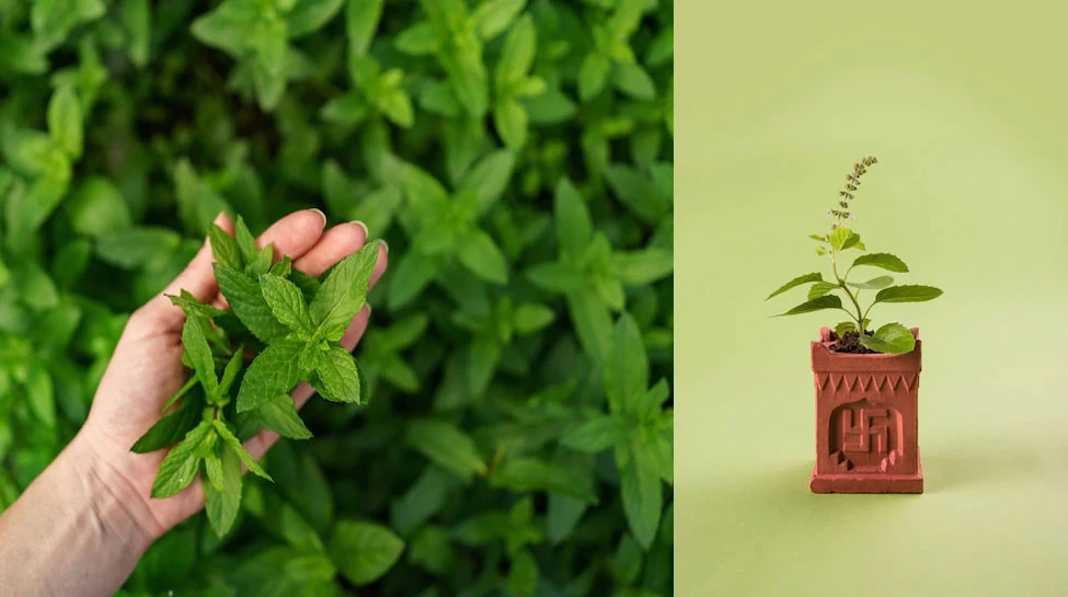 Tulsi