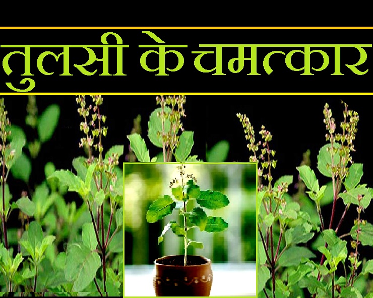 Tulsi