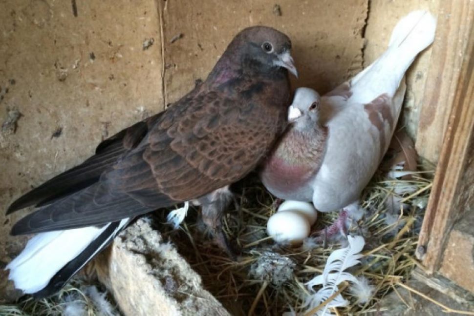 Pigeons