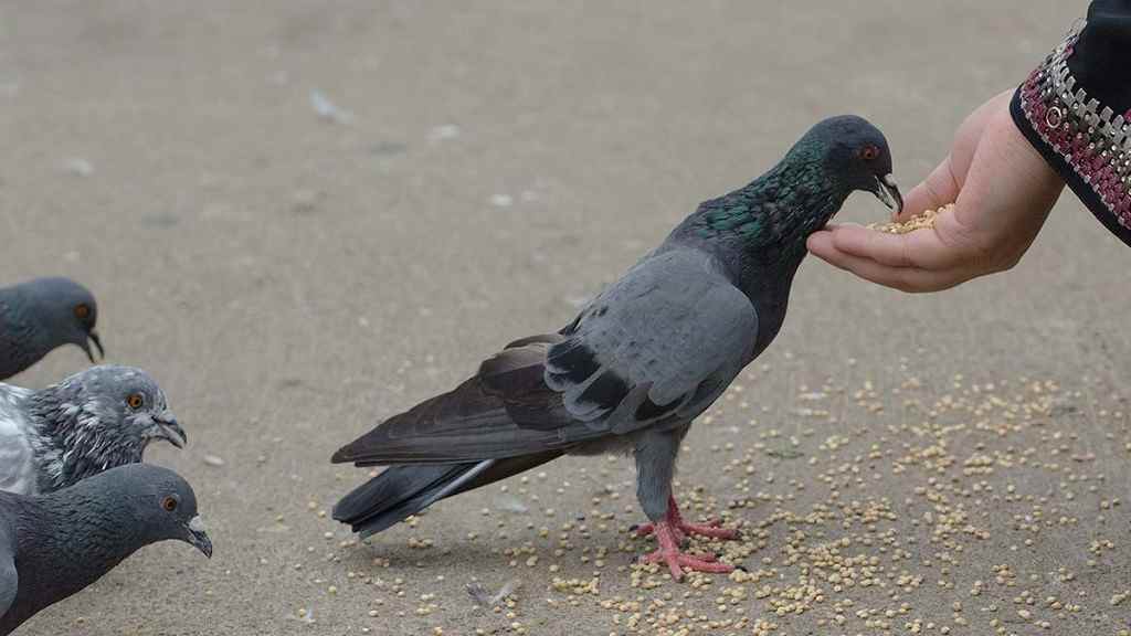 Pigeons