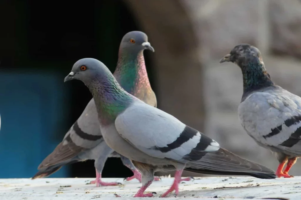 Pigeons