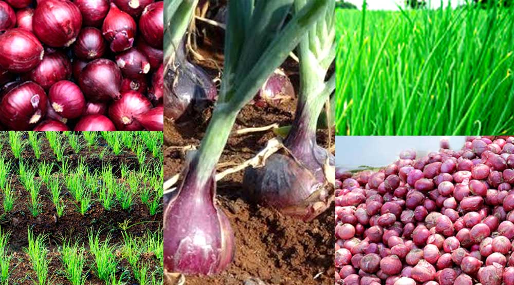 Onion