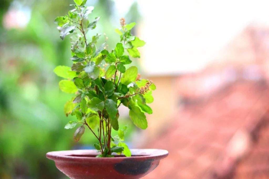 Tulsi