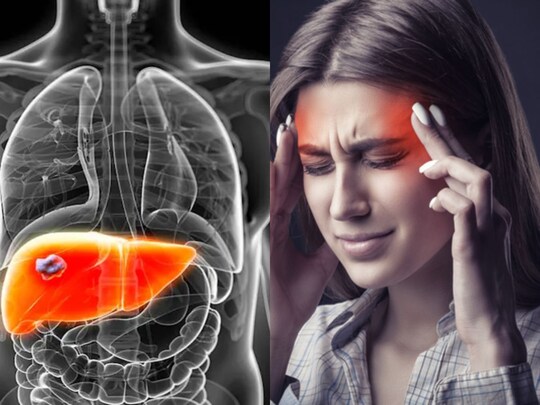 Liver