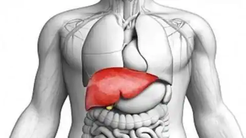 liver