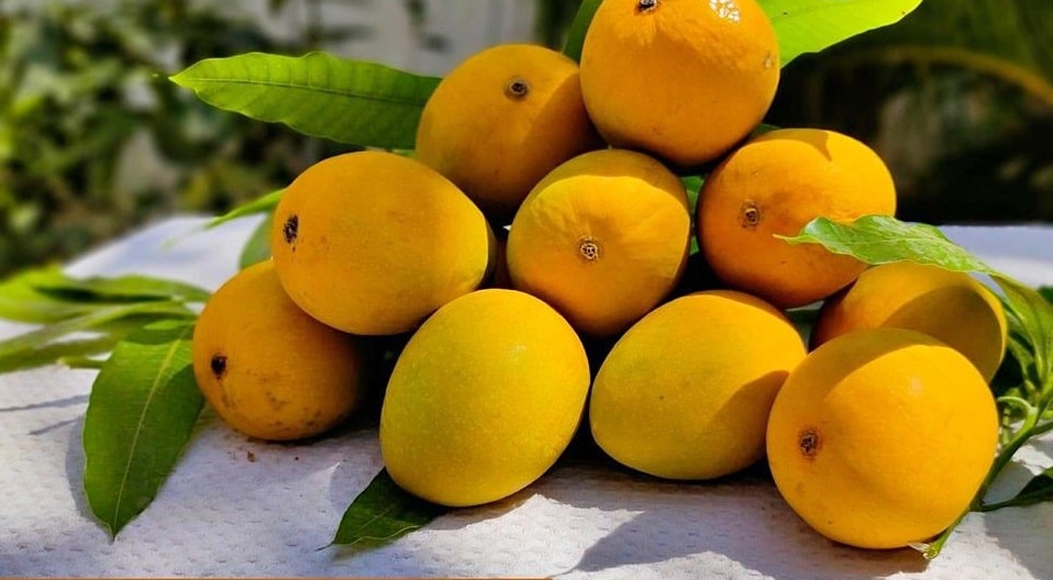 Types of Mangoes