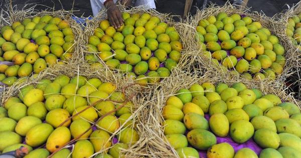Mango
