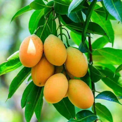 Types of Mangoes