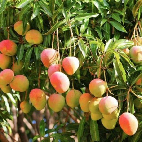 Types of Mangoes