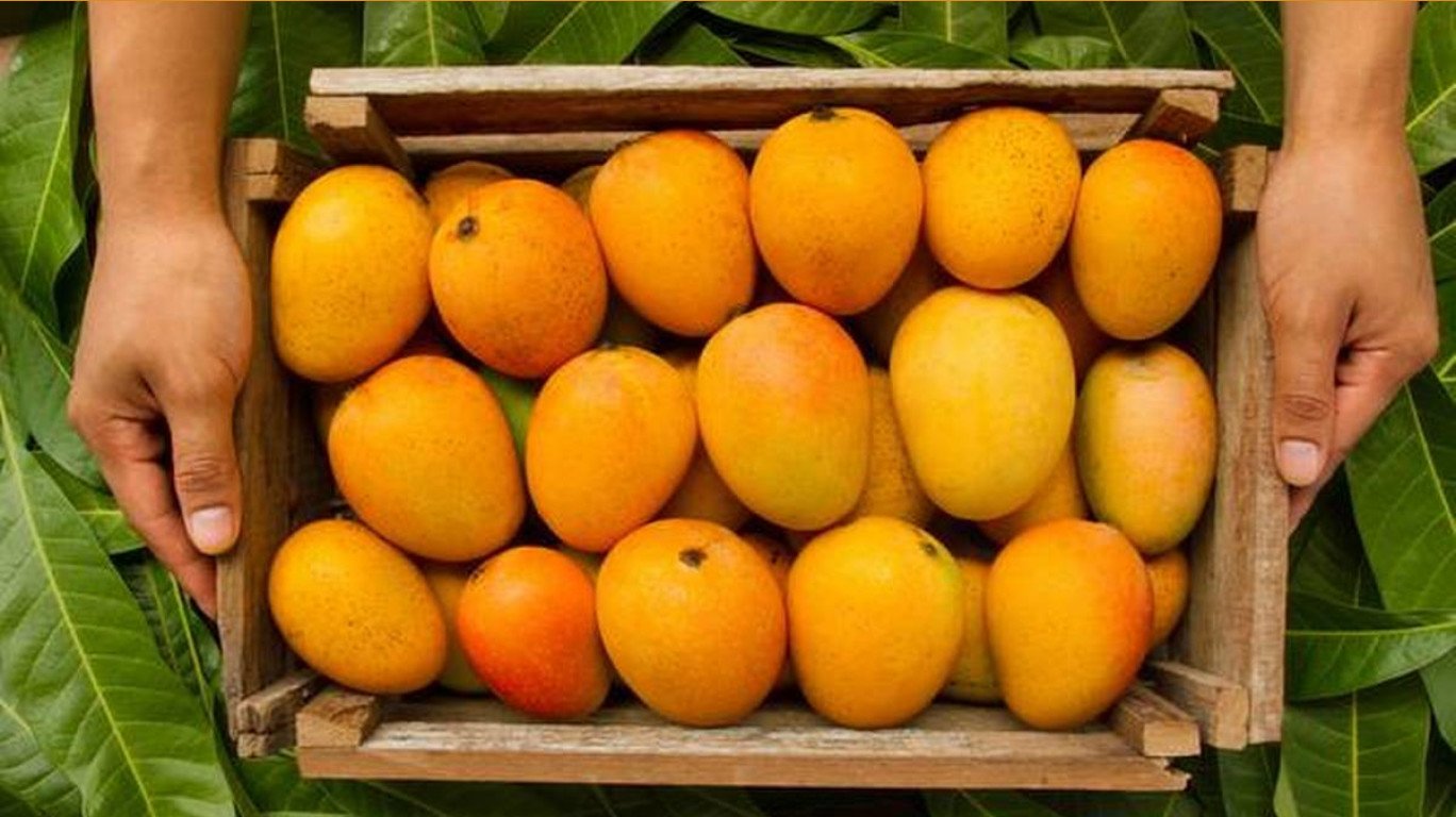 Mango