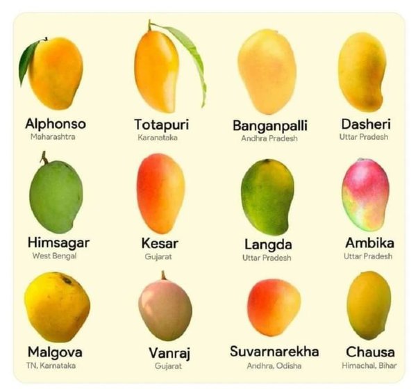 Types of Mangoes