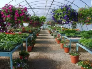 Nursery business