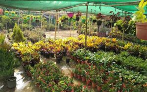 Nursery business