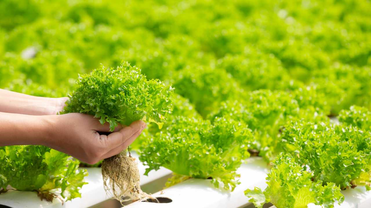 Vertical Farming