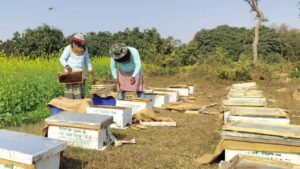 Beekeeping