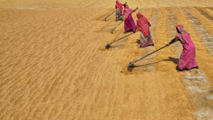 Crop prices down