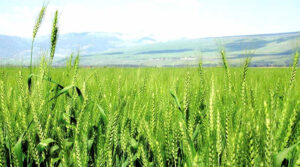Developed a special variety of barley