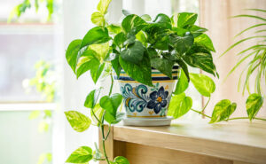 Money Plant