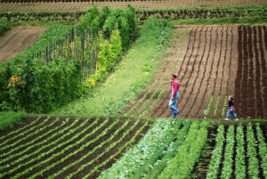 sowing of summer crops