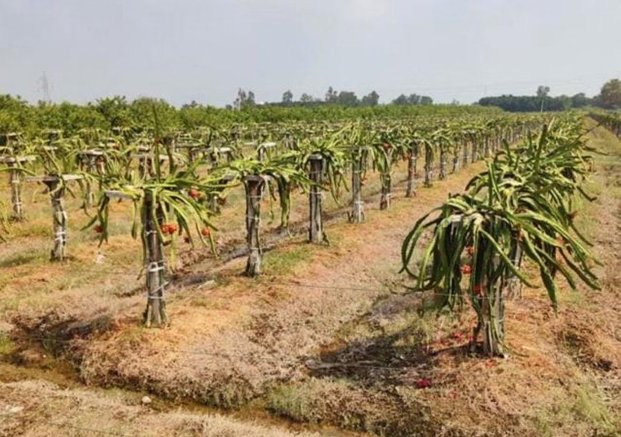 Agricultural Startups