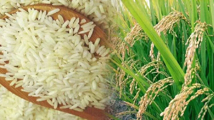 India ethanol policy