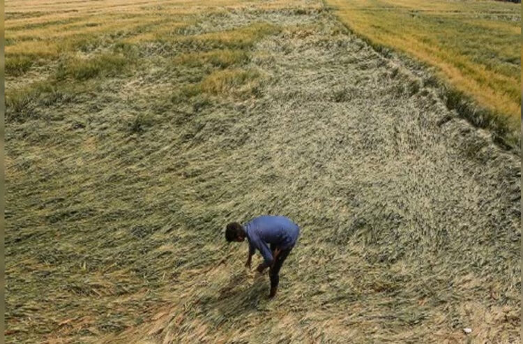 Kisan Advice