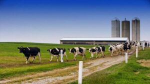 Milk Production