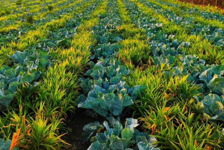 Multicropping Farming
