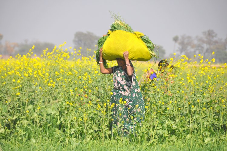 Relief for Farmers