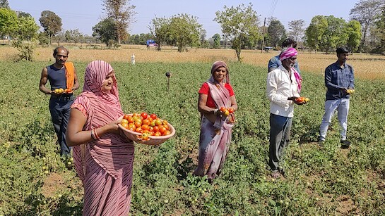 Tomato price
